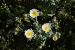 Malacothrix coulteri