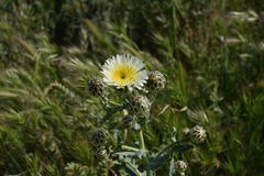 Malacothrix coulteri