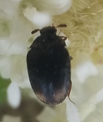 Cryptorhopalum apicale