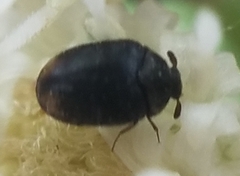 Cryptorhopalum apicale