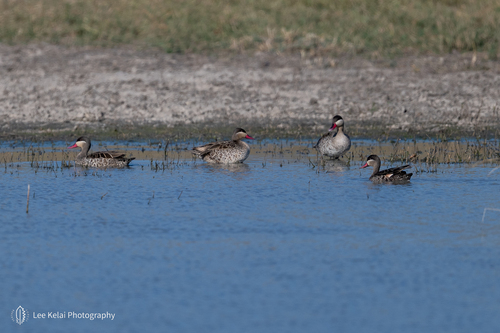 iNaturalist image