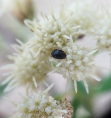 Cryptorhopalum apicale