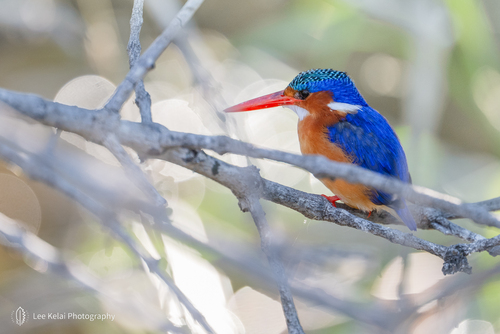 iNaturalist image
