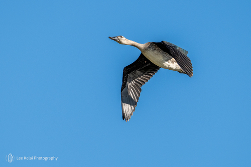 iNaturalist image
