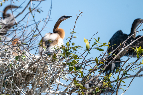 iNaturalist: (c) leekelai, some rights reserved (CC BY-NC), uploaded by leekelai iNaturalist image