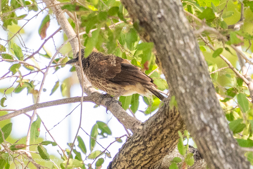 iNaturalist image
