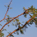 Acacia gerrardii