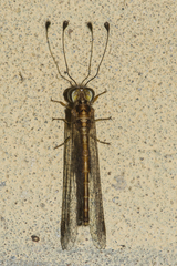 Ascalaphus prothoracicus