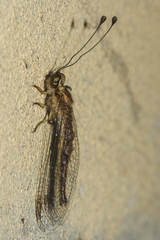 Ascalaphus prothoracicus