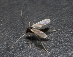 Phaenopsectra obediens