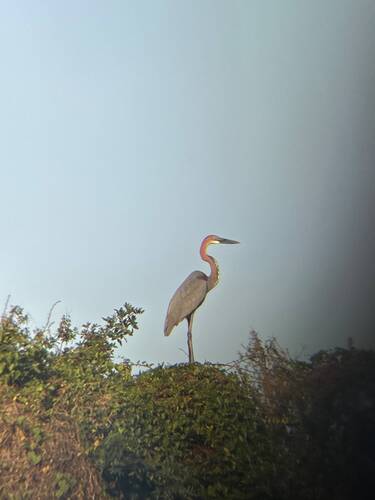 iNaturalist image