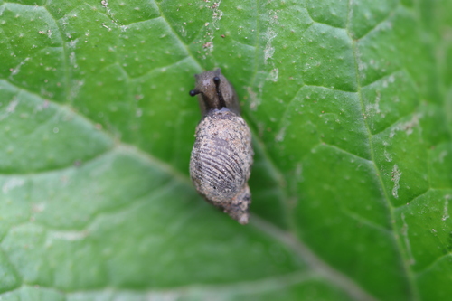 Succinea macgillivrayi, 2026-07-14