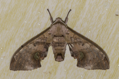 Daphnusa sinocontinentalis