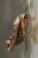 Daphnusa sinocontinentalis