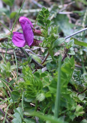 Vicia pyrenaica, photograph 5