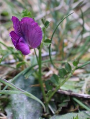 Vicia pyrenaica, photograph (c) Lídia Carrera, some rights reserved (CC BY)