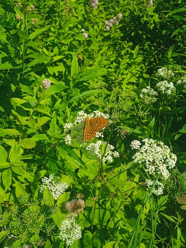 Silver-washed Fritillary
