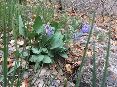 Mertensia oblongifolia