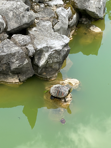Florida Red-bellied Cooter