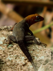Gonatodes albogularis