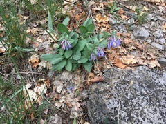 Mertensia oblongifolia