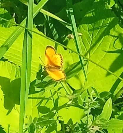 Scarce Copper