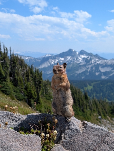 Cascade Golden-mantled Ground Squirrel observed by albert12265