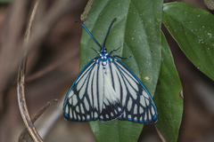 Cyclosia papilionaris