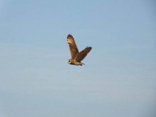 iNaturalist image
