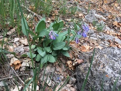 Mertensia oblongifolia