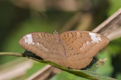 Tanaecia julii