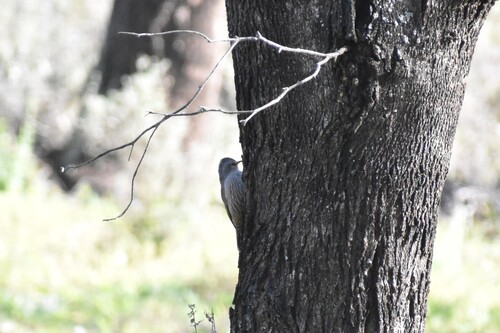 Brown Treecreeper