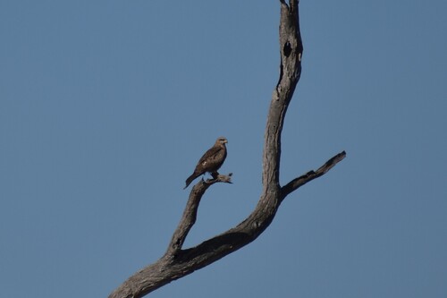 Fork-tailed Kite