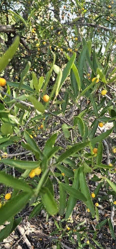 Red-fruited Olive Plum