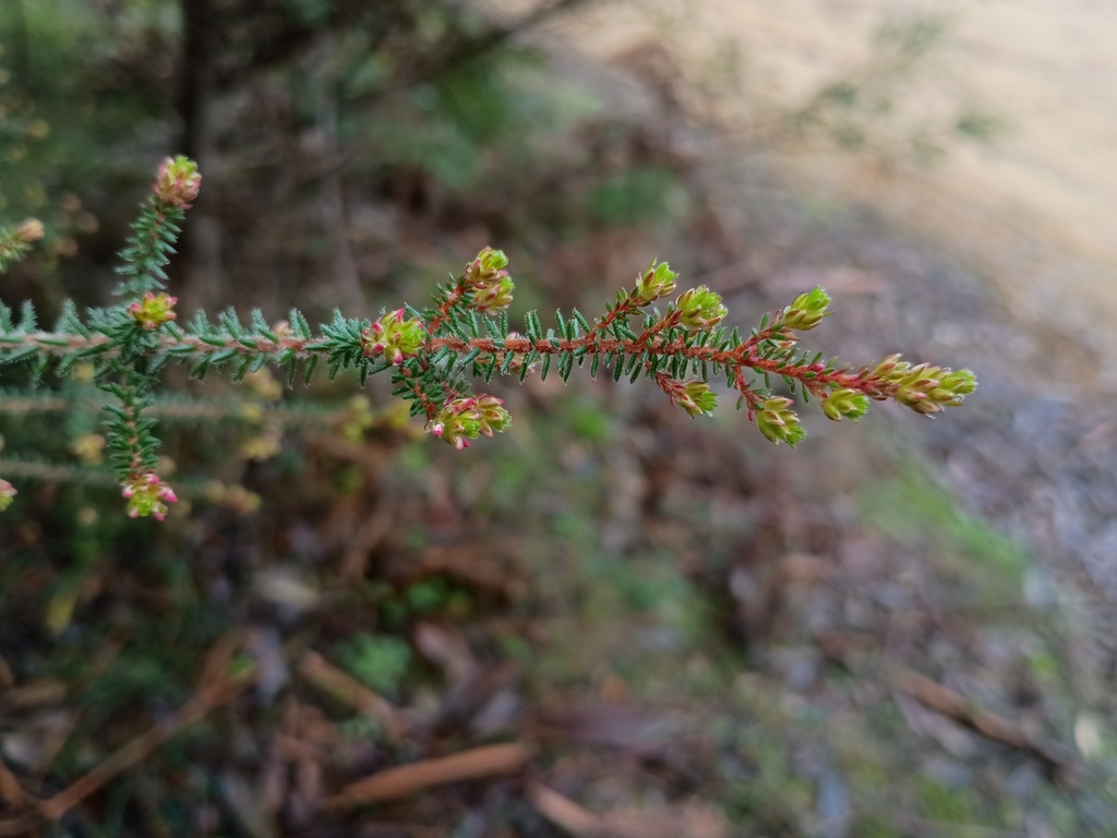 Calytrix alpestris; photograph (c) grampianshiker, some rights reserved (CC BY)