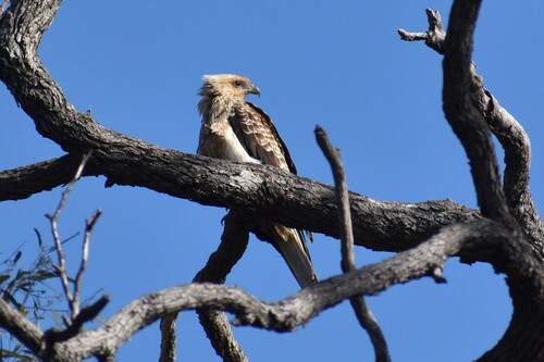 Whistling Kite