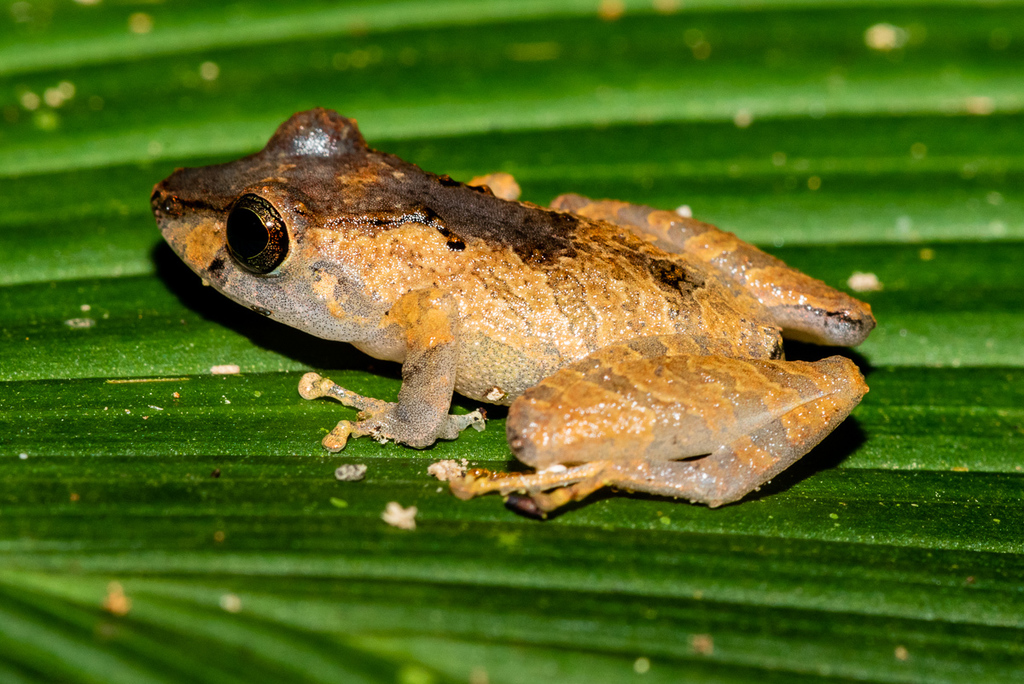Ahuano Robber Frog