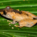 Jatun Sacha Rain Frog - Photo (c) Michael Eisen, some rights reserved (CC BY), uploaded by Michael Eisen