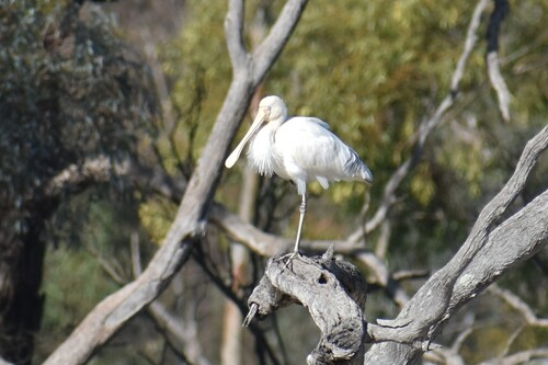 Yellow-billed Spoonbill