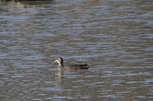 Pacific Black Duck