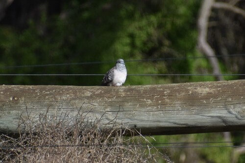 Peaceful Dove