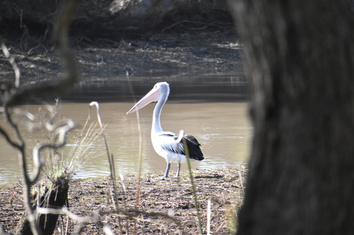 Australian Pelican