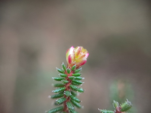 Calytrix alpestris, photograph 5