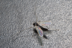 Phaenopsectra obediens