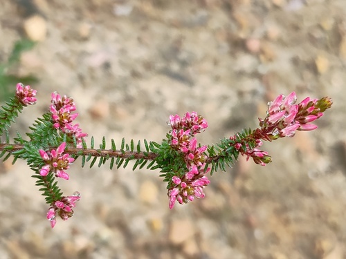 Calytrix alpestris, photograph 6
