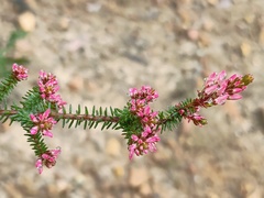 Calytrix alpestris, photograph (c) grampianshiker, some rights reserved (CC BY)