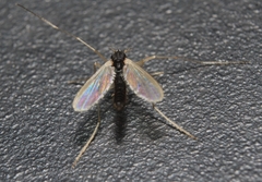 Phaenopsectra obediens