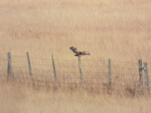 iNaturalist image