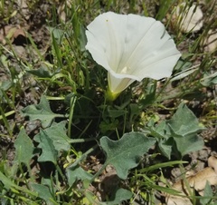 Calystegia subacaulis