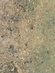 Anaxyrus boreas
